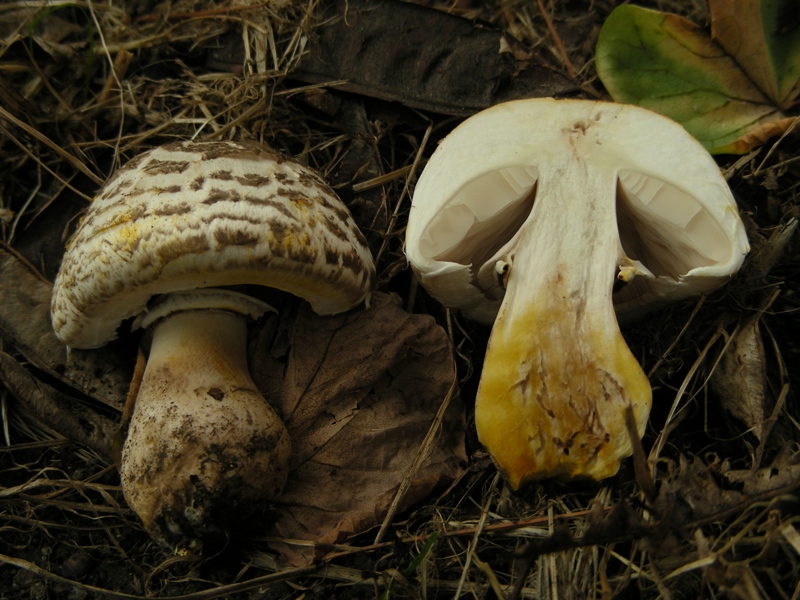 Agaricus da determinare